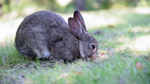 Rabbit run in the field