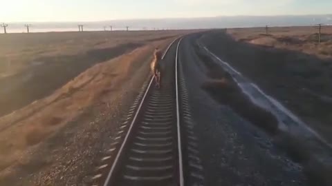 Unbelievable Footage: Camel Takes on Train and Wins For 2 Hours!