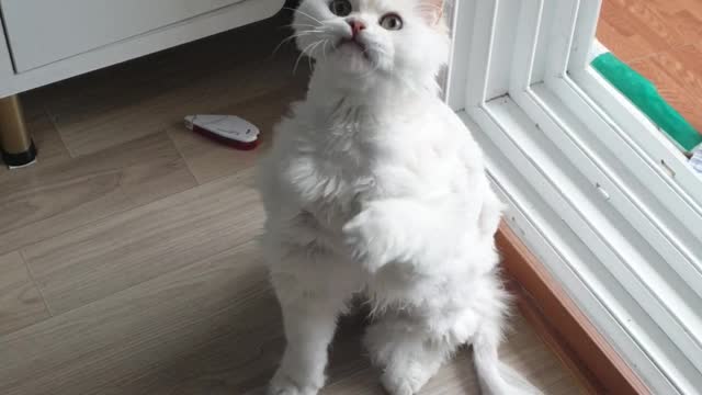 Cat playing with a twine