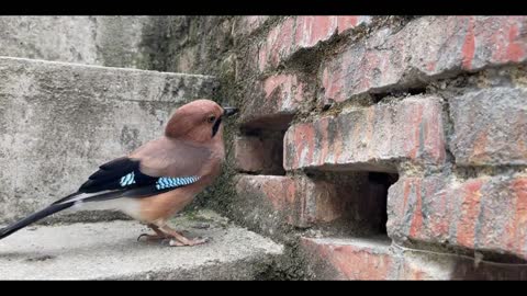 happy bird
