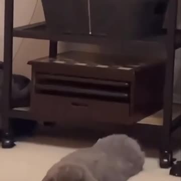 Rabbit: expectation vs reality