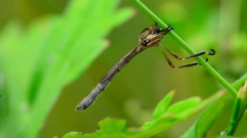 Ultimate Wild Animals Collection in 8K ULTRA HD