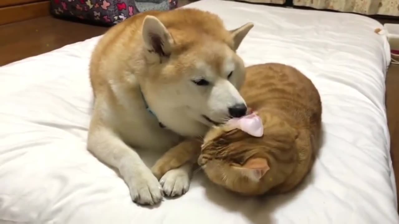Da Huang, the dog who loves licking cats, is back, super relaxing and helps with sleep!