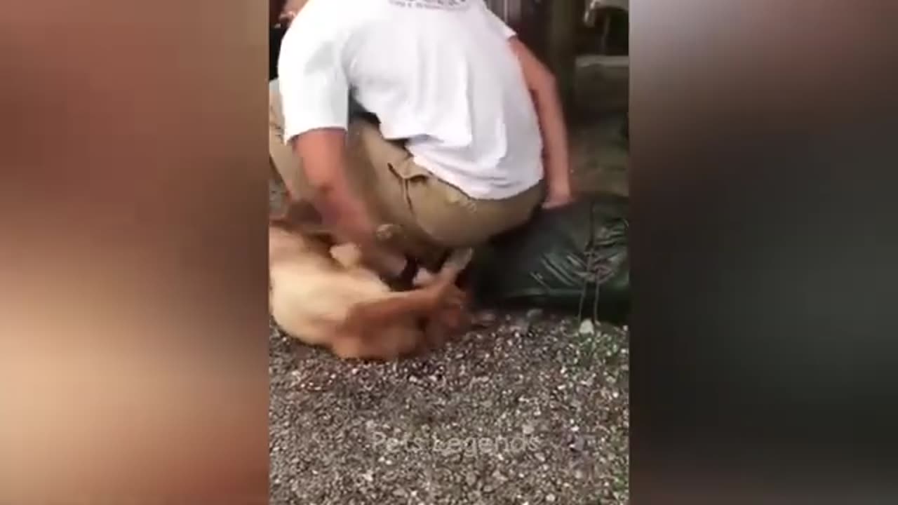 funny animal videos