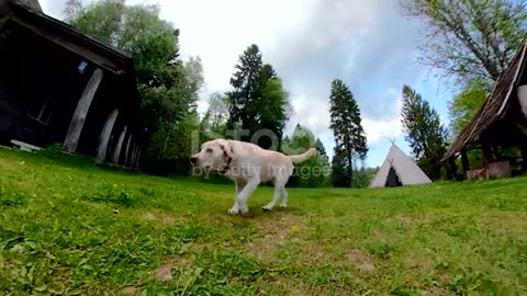 Dog video.catsyfunny