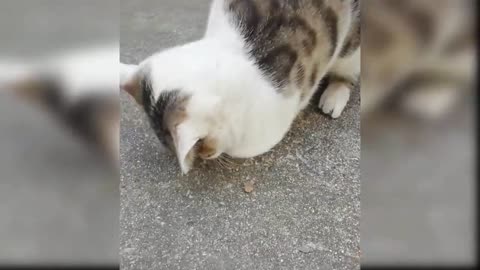 baby cats- cute and funny cat