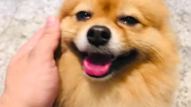 person touching a pomeranian dog