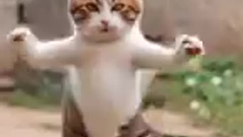Dance With Me - Cat Dance – Comedy
