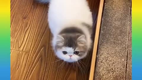163.19_ Cute and Funny Cat Videos Compilation _#short