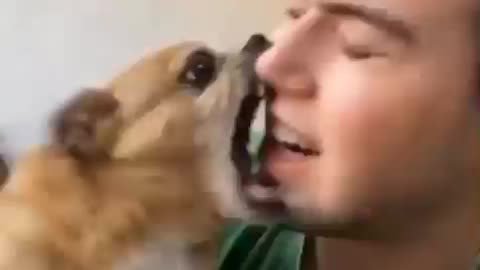 dog friend