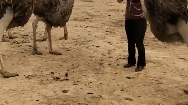 Don't mess with Ostrich | This happens when you hold its egg