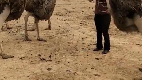 Don't mess with Ostrich | This happens when you hold its egg