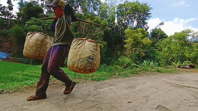 young porters bring tomatoes from the garden