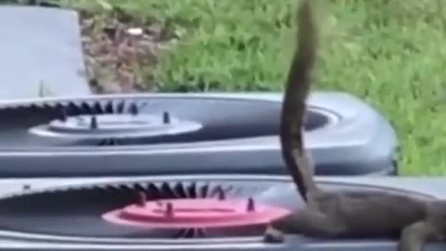 Poop Squirrel