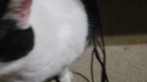 My fat needy kitty edna