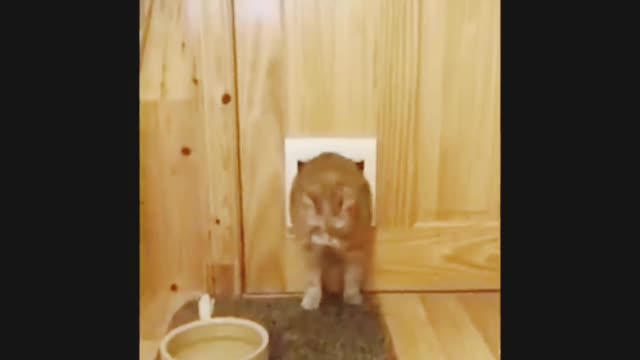 A very fat cat and a narrow opening. Funny to the point of tears