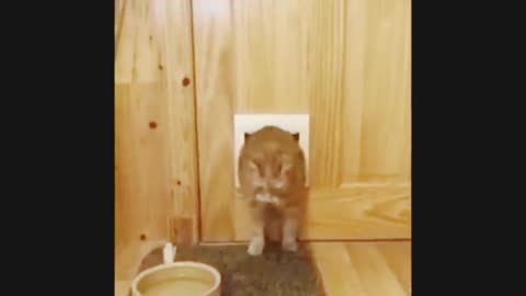 A very fat cat and a narrow opening. Funny to the point of tears