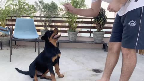 HOW TO TRAIN YOUR DOG TO SPEAK ( BARKING) COMMANDS