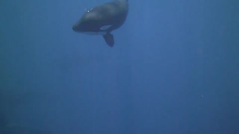 INDONESIA, Snorkeling With Orcus in BUNAKEN, INDONESIA