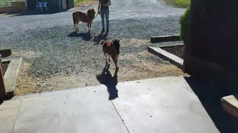 Baby horse chasing me around the ban... cutest video !!