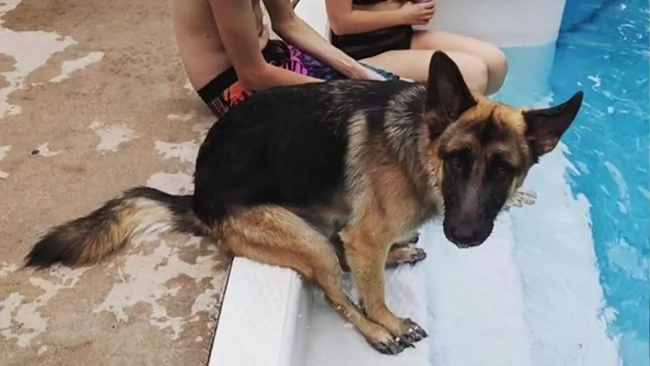Animals Doing Animal Things - Best of Funniest Animals in October