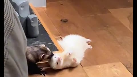 Pet help a sick friend amazing tiktok video
