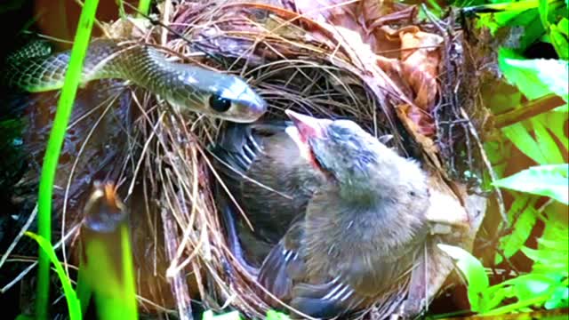 Snake & Child Bird Besties Share CATCH of Bird