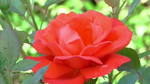 Relaxing Music, Meditation Music, Sleep Music, Ambient Study Music and Healing Music - Flowers