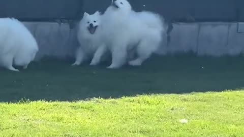 dogs playing time on backyard house park,how to safe and comfortable dogs activity and training time