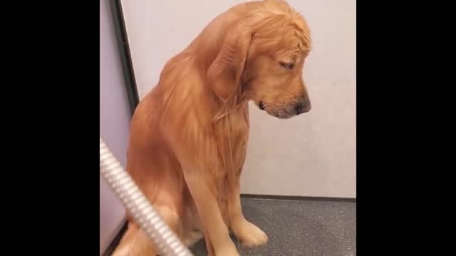 Bathe the Golden Retriever, it seems to have a look of displeasure