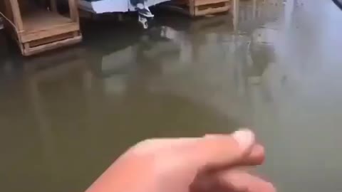 This is a beautiful and charming water-dwelling species