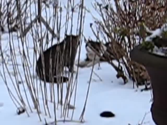 Very rough cats fight