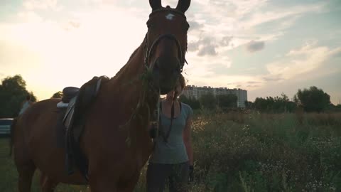 Horse chews the grass on the field