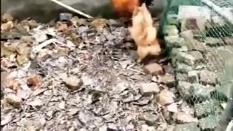 Chicken v/s dog fight