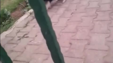 dog in reverse