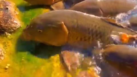 Amazing video fish