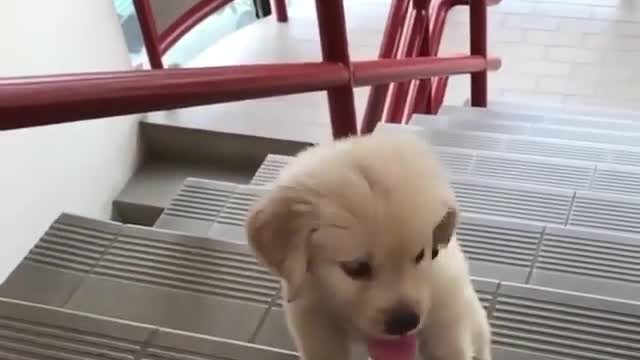 I Can Do It Little Cute Dog