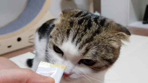 A cat eating a snack with a courageous expression.