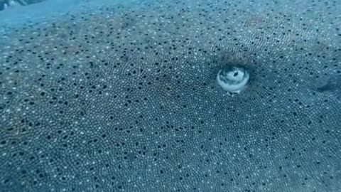 What kind of fish is this?
