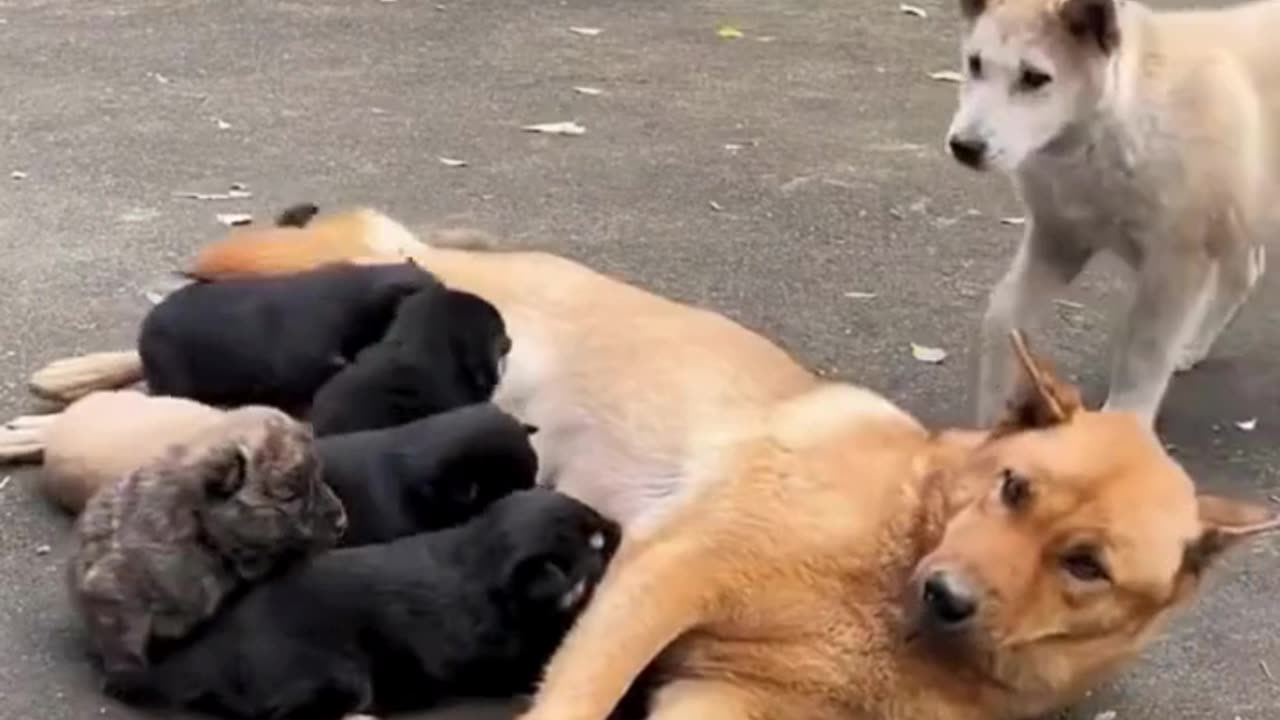 Generosity on Paws: A Tale of Canine Kindness πΆπβ€οΈπΎπ₯°π©