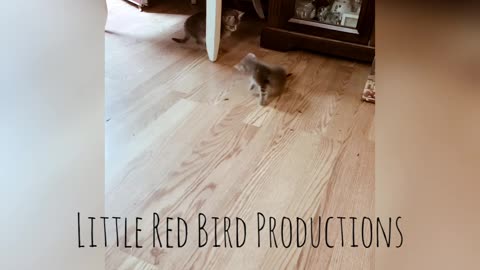 Kitty Soccer Games