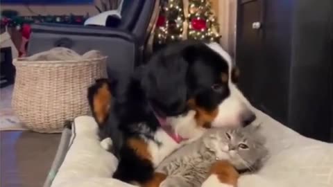 Just a playful dog who shows his love to his friend | funny animals prank |