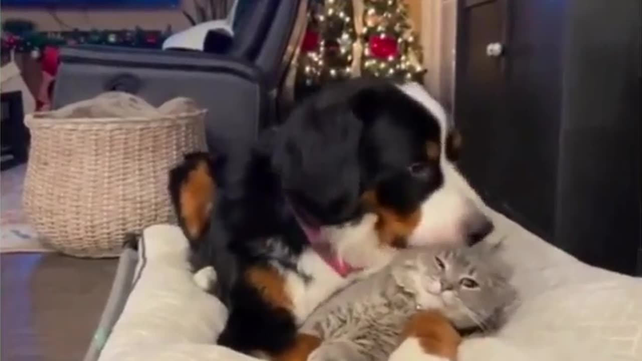 Just a playful dog who shows his love to his friend | funny animals prank |