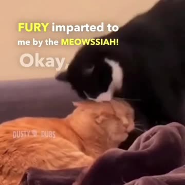 A Hilarious Compilation of Dogs Being Ridiculously Funny! 🐶 🐾