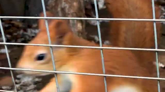 The squirrel has broken