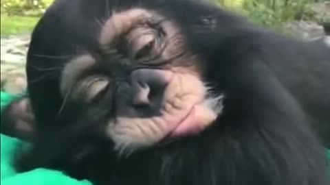 funny animal fail video