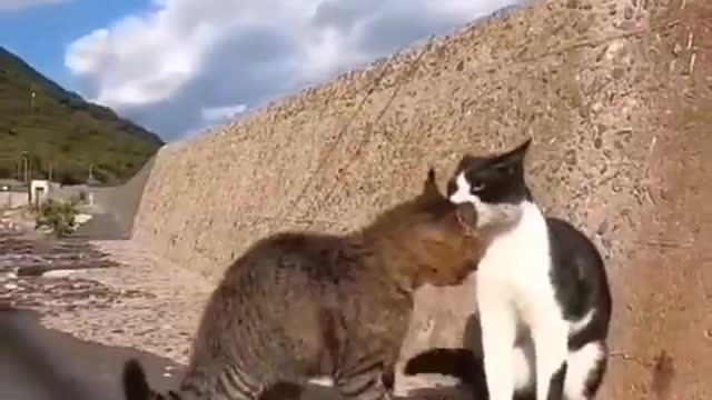 funny animal videos - cat vs cat