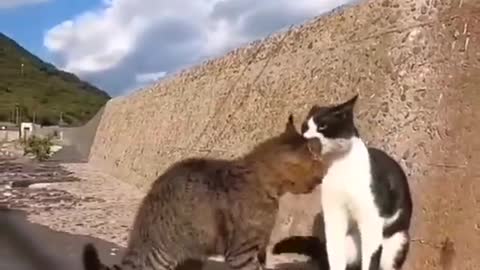 funny animal videos - cat vs cat