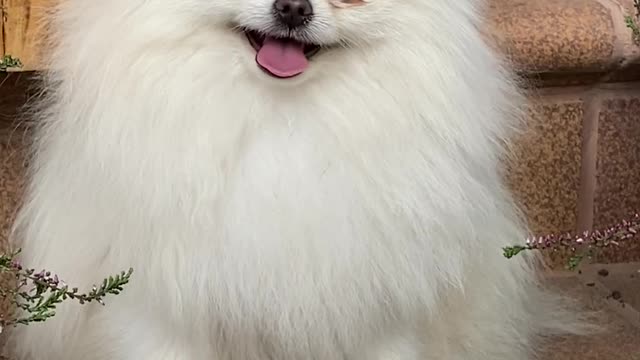 Charlie is happy with flowers