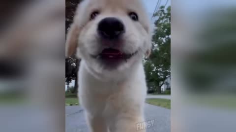 Funny Animals 😂 - Try Not To Laugh 😺😍